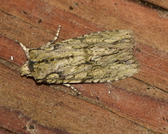 Lithophane hemina