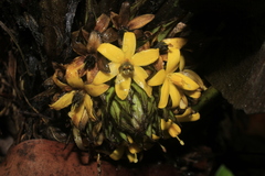 Molineria capitulata