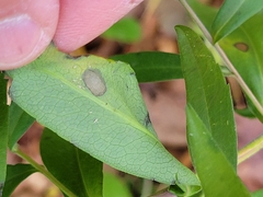 Asteromyia carbonifera