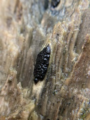 Jackrogersella multiformis