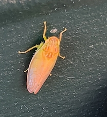 Gyponana octolineata