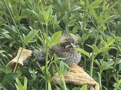 Zonotrichia capensis chilensis