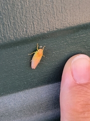 Gyponana octolineata