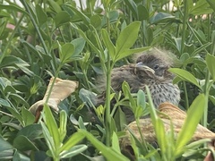 Zonotrichia capensis chilensis
