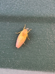 Gyponana octolineata