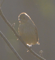 Passerina cyanea