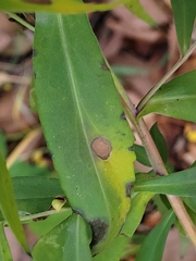 Asteromyia carbonifera