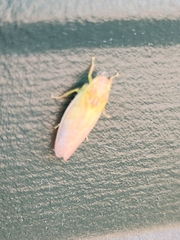 Gyponana octolineata