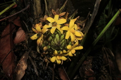 Molineria capitulata