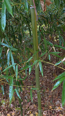 Phyllostachys