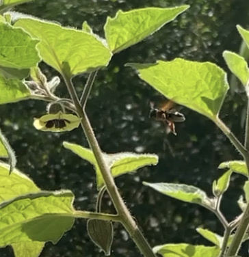 Megachile euzona