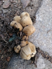 Coprinellus saccharinus