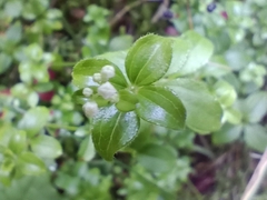 Galium rotundifolium