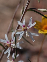 Clarkia xantiana parviflora