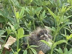 Zonotrichia capensis chilensis