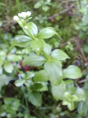 Galium rotundifolium