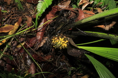 Molineria capitulata