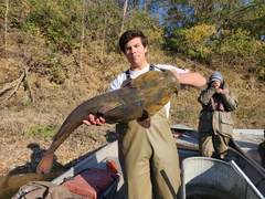 Pylodictis olivaris