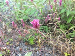 Castilleja raupii