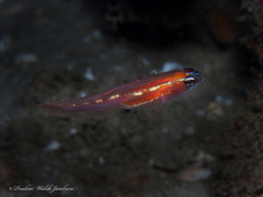 Coryphopterus hyalinus