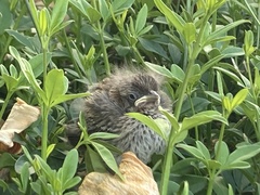 Zonotrichia capensis chilensis
