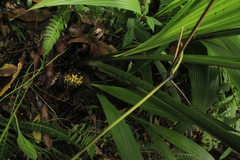 Molineria capitulata