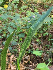 Sansevieria
