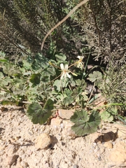 Pelargonium elongatum