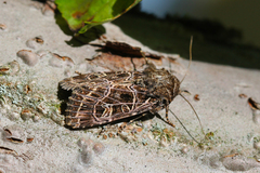 Sideridis reticulata