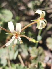 Pelargonium elongatum