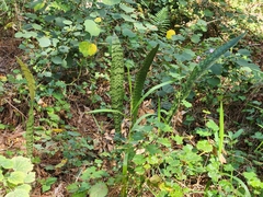 Sansevieria