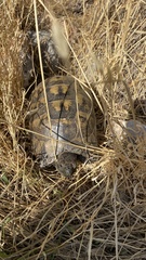 Testudo graeca ibera