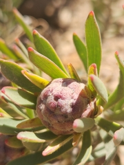 Leucadendron lanigerum lanigerum