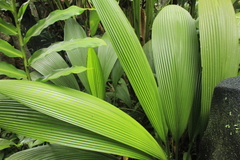 Molineria capitulata