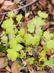 Thalictrum venulosum