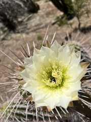 Trichocereus chiloensis