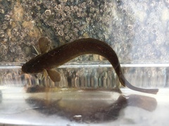 Gaidropsaridae