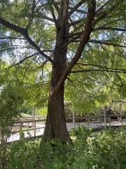 Taxodium mucronatum