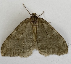 Epirrita christyi