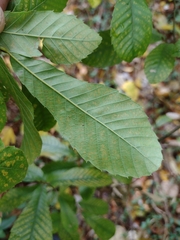 Castanea pumila