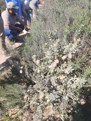 Podalyria sericea