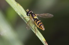 Sphaerophoria rueppellii