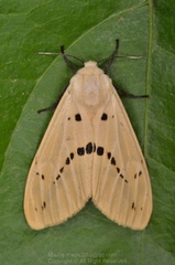 Spilarctia nydia