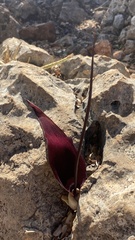 Arum elongatum