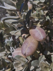 Podalyria sericea