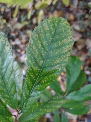 Castanea pumila