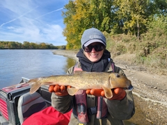 Hypentelium nigricans