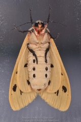 Spilarctia nydia