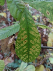 Castanea pumila