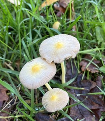Bolbitius